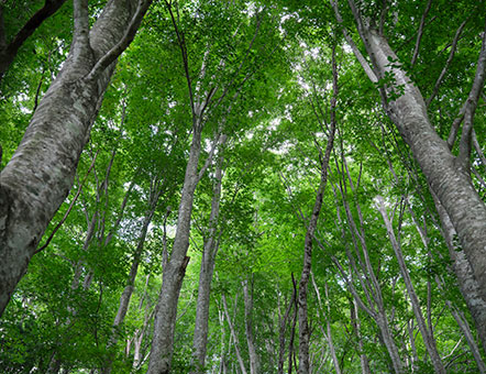 東北産のブナ材を使用し、地産地消で環境にもやさしい